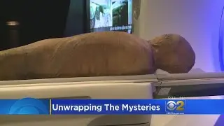 A Sneak Peek At The Field Museum's New Mummies