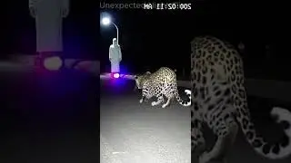 One flash changes everything! Watch this leopard&rsquo;s split-second instinct captured on CCTV. 🐆