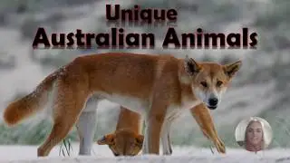 Unique Australian Animals - Australia's Native Animals
