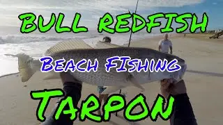 Bull RedFish and Tarpon from Vilano Beach! St  Augustine Florida