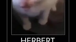 Herbert cat meme