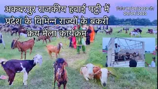 अकबरपुर राजकीय हवाई पट्टी में प्रदेश के विभिन्न राज्यों के बकरी क्रय मेला #akbarpur #ambedkarnagar