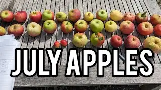 Keepers Nursery, the best early apples to grow. July 2024. Tasting comparison and variety reviews.