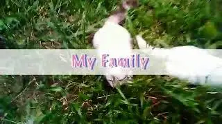 My lost cats
