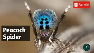 World's Cutest Spider? Peacock Spider's Colorful Dance Will Amaze You!