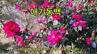 애기동백 #자연세상 #애기동백 #애기동백꽃 #상록수 #정원수