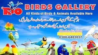 Visit Birds Shop At Gujranwala| Rio Birds Shop |