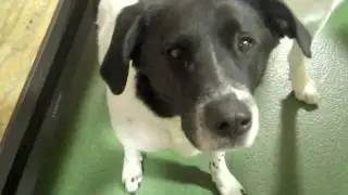 cunning dogs