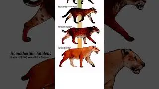 Cat's evolution 🧬| planet falls