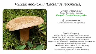 Рыжик японский (Lactarius japonicus)
