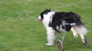 Roxy races to the bottom of the park