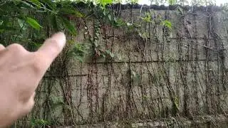 Minha casa de lado do terreno abandonado. 06/12/2025. Мой дом со стороны заброшенного участка земли.