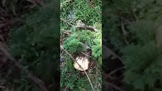 Girolles 2021 tri