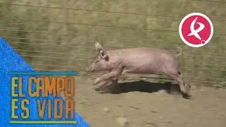 Los primeros días de los lechones fuera de las salas de parto | El campo es vida