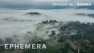 Ephemera E08 - Exploring the disappearing wildlife of Borneo rainforest