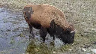 Bison buffalo grazing in shallow pond in wyoming SBV 347796119 4K 1