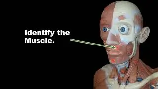 MSJC Head Neck and Torso Muscle for Practical Exam Virtual Flashcards