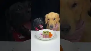 Golden Brother Always Wants To Eat Before Me. Labrador and Golden. The Daily Life Of Two Cute Dogs