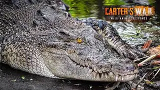 Hunting & Trapping a 14-Foot Man-Eating Crocodile | Carter's WAR