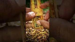 Harvesting Bee pollen in Seconds 🐝🍯 #Shorts Fresh Honey Bee Pollen🍯✨ #HoneyHarvest Bee Pollen