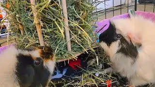 Perfect Hay Rack?