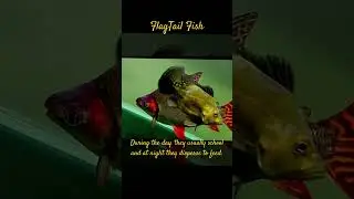MMA Shorts : The FlagTail Fish #rayfish #kuhlia #ornamentalfish