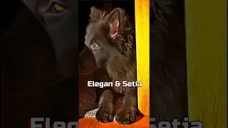 Tiny Zoo #109 &mdash; Belgian Sheepdog (Groenendael) #ElegantGuardian #TinyZoo #DogFacts
