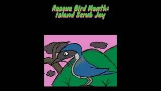 Rescue Bird Month: Island Scrub Jay Speed Drawing #speeddrawing #birddrawing #jay