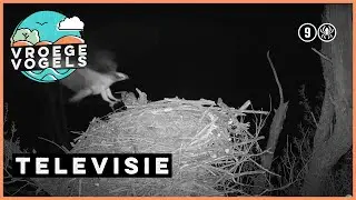 Beleef de Lente #5 | TV | Vroege Vogels