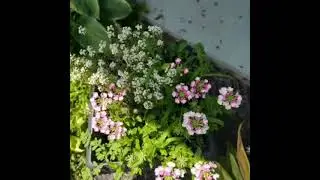 Sweet Sweet Sounds Of Music-Bluegrass Version with Leon Davis