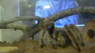 rose haired tarantula