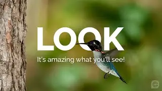 Look at the Bird - Mathew 6: 25-34 - Sunday 4th January - Mathew Viney