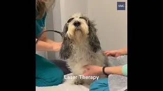 Veterinary Rehab for Clover