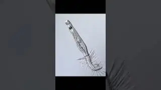 Личинка-паразит, меняющая хозяев.