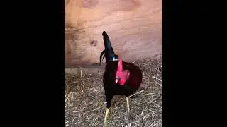 El Dt Fabio Abreu nos explica crear una l&iacute;nea d&eacute; gallos