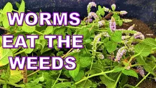 20 ENC Compost Worms Eat my excess Mint!!