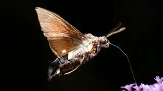 Hummingbird Hawk-Moth | Relaxing Macro Photography