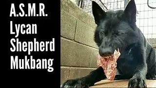 ASMR Lycan Pup Eats RAW Turkey Carcass - K9 Mukbang