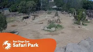 Elephants Form 