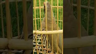 male and female chakor voice@national birds