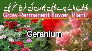 Grow Permanent Plant Geranium | How to grow from cuttings. 
