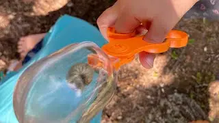 Nature Explorers: Backyard Bug Catching!