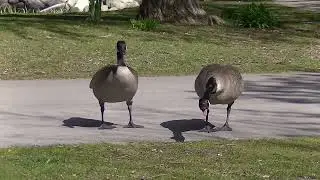Aggressive Goose Fights