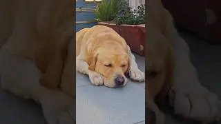 sara din soya rehta hu😂😂 #ytshorts #labrador #sleep #trending #lazy #cute #viralvideo