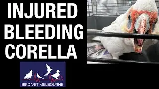 EMERGENCY! Corella with bloody face goes to avian vet