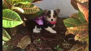 Picking up our corgi puppy!