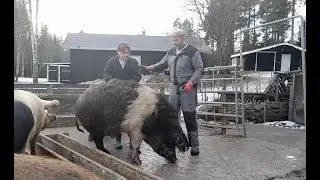 Hem till byn besökar Svingoa grisar - längre version