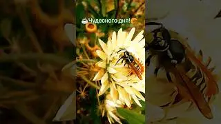 Отличное настроение! 🤗 Great mood! #насекомые #insects #nature #природа #оса #wasp #mood