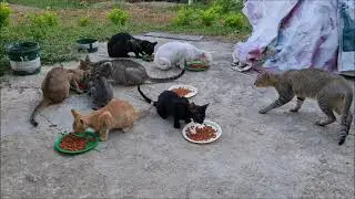 Morning Magic | Cat Feeding Routine at Cats at Home