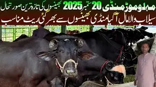 Today Malumor Mandi 20 September 2025 - Nili Ravi Buffalo - Buffalo Market Pakistan - Janwar Mandi